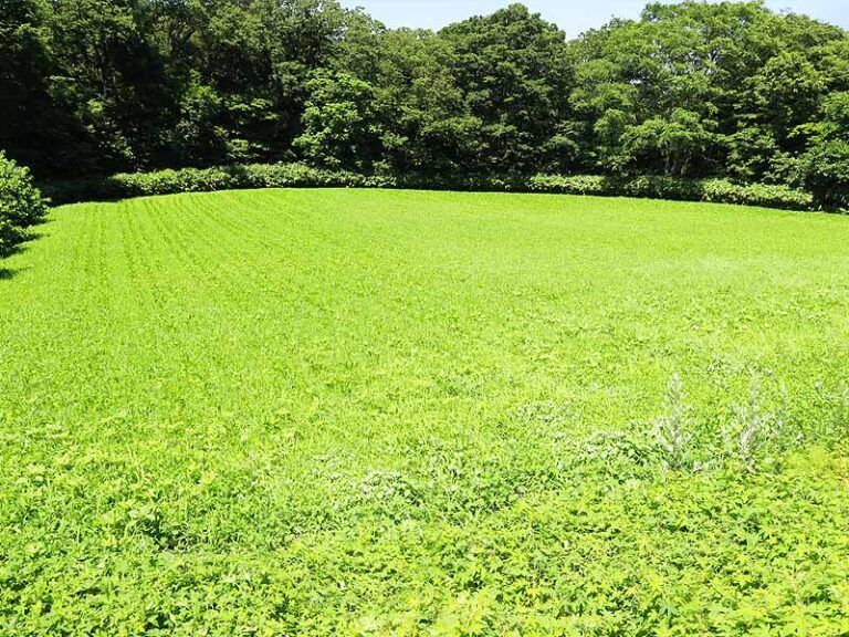 青森の大豆畑
